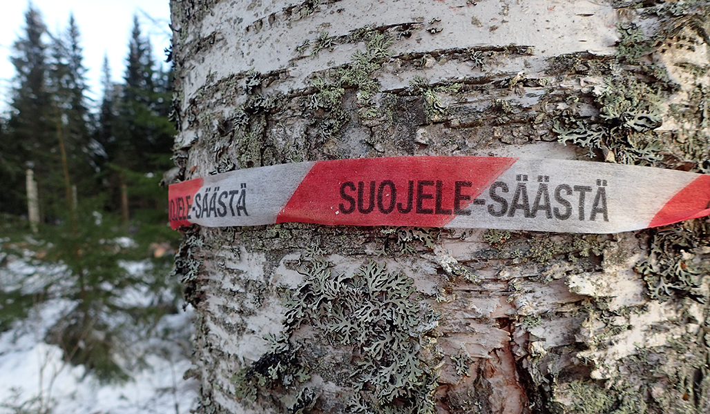 Ett band med texten Suojele-säästä (skydda-spara) har bundits runt en björkstam. I bakgrunden syns granar.