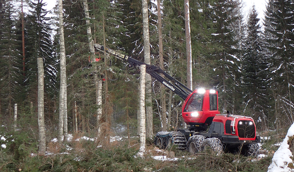 En avverkningsmaskin kapar av björkar så att det blir högstubbar i en skog på vintern.