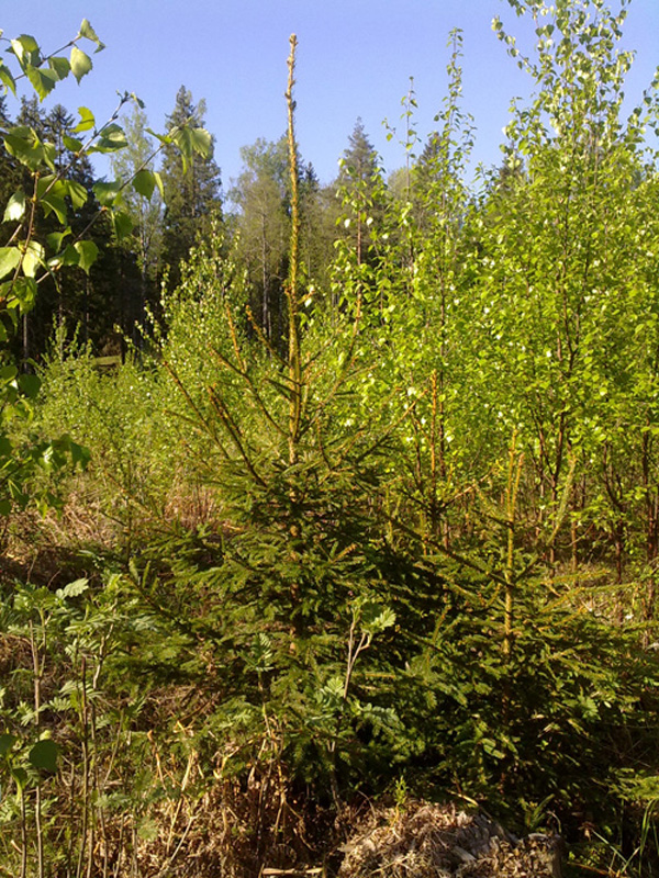 Granplantor som planerats samtidigt men är olika höga. Granen som planterats på högen har vuxit bättre.