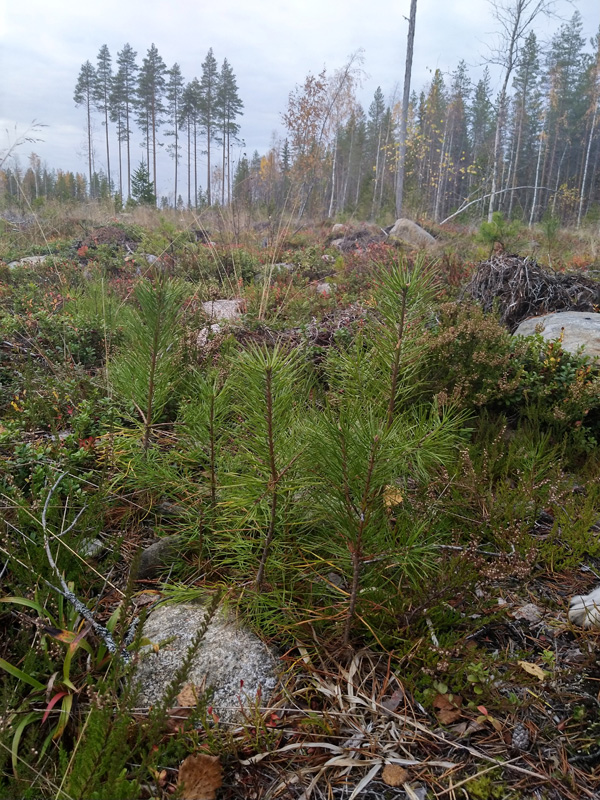 Tallplantor. I Bakgrunden syns en grupp naturvårdsträd.