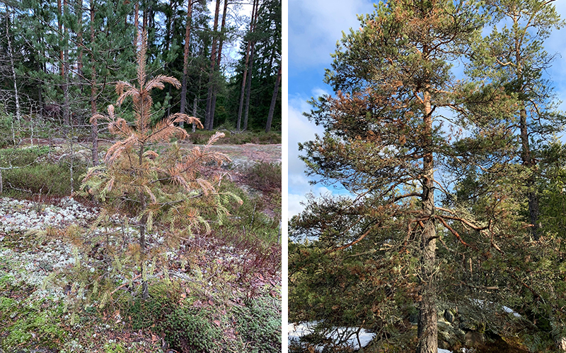 Gammal och ung tall som skadats av Diplodia pinea.