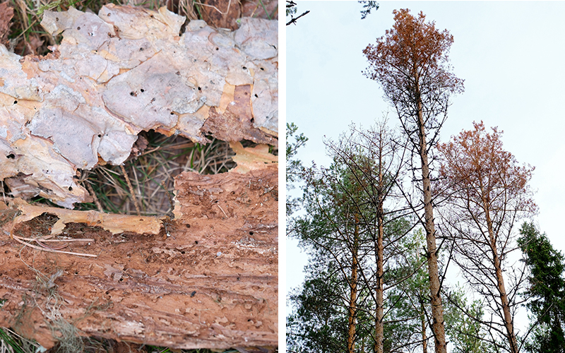 Tallar som torkat ut till följd av angrepp av den skarptandade barkborren. Fjällande bark från en tall som angripits av den skarptandade barkborren. 