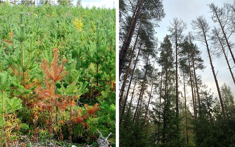 En rödaktig tallplanta i en plantskog och äldre tallar som dött av rotröta. 
