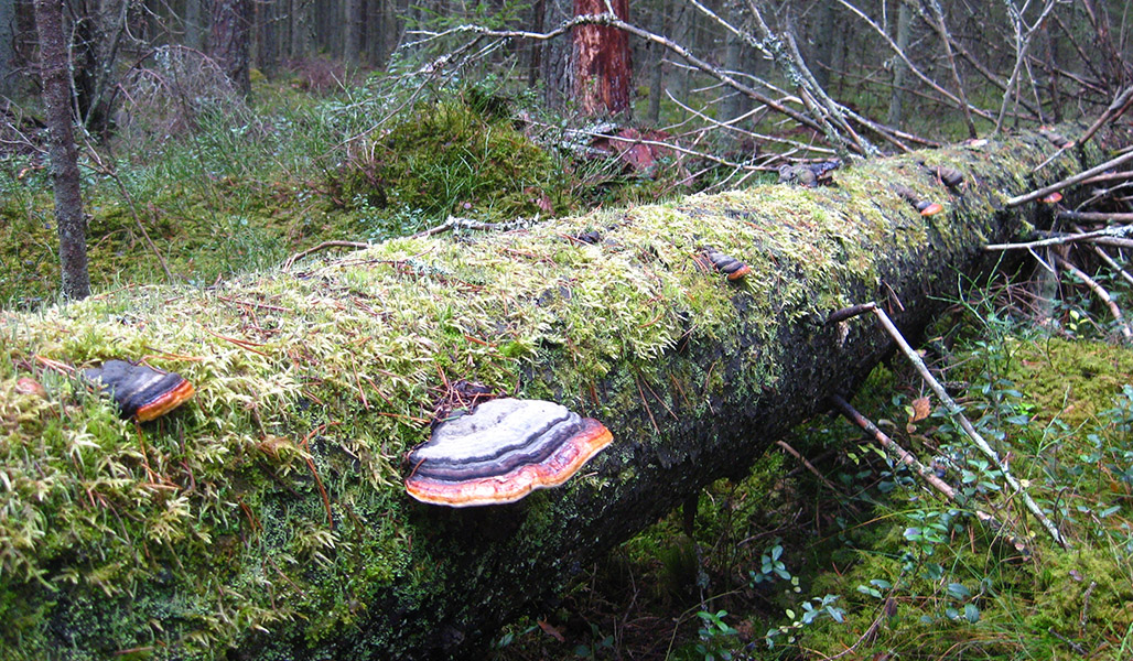 Mossor och lavar på ett liggande dött träd i skogen.