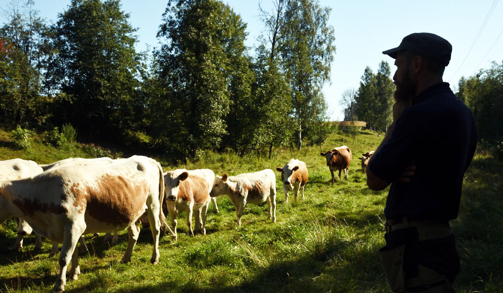 Mika Hämäläinen ser på när de östfinska korna går förbi på skogsbetet.