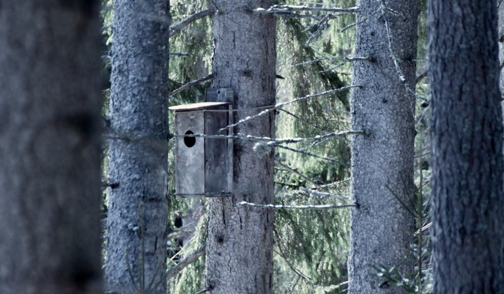 En uggleholk fäst på en trädstam. Omkring dem syns andra träd.