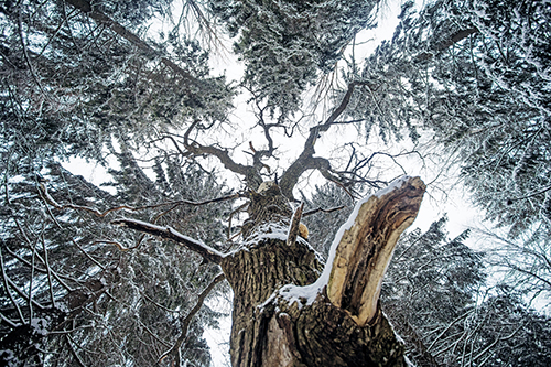 En stor och snöprydd sälg fotograferad intill stammen uppåt mor kronan. Okring den syns granars kronor.