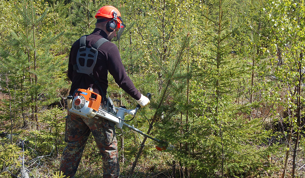 En person med ryggen mot kameran använder en röjsåg i en ung skog. 