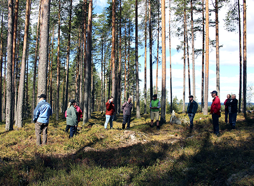 Projektchef Aino Ässämäki och en grupp skogsägare tittar omkring sig i ett likåldrigt tallbestånd där man har gjort luckhuggning.