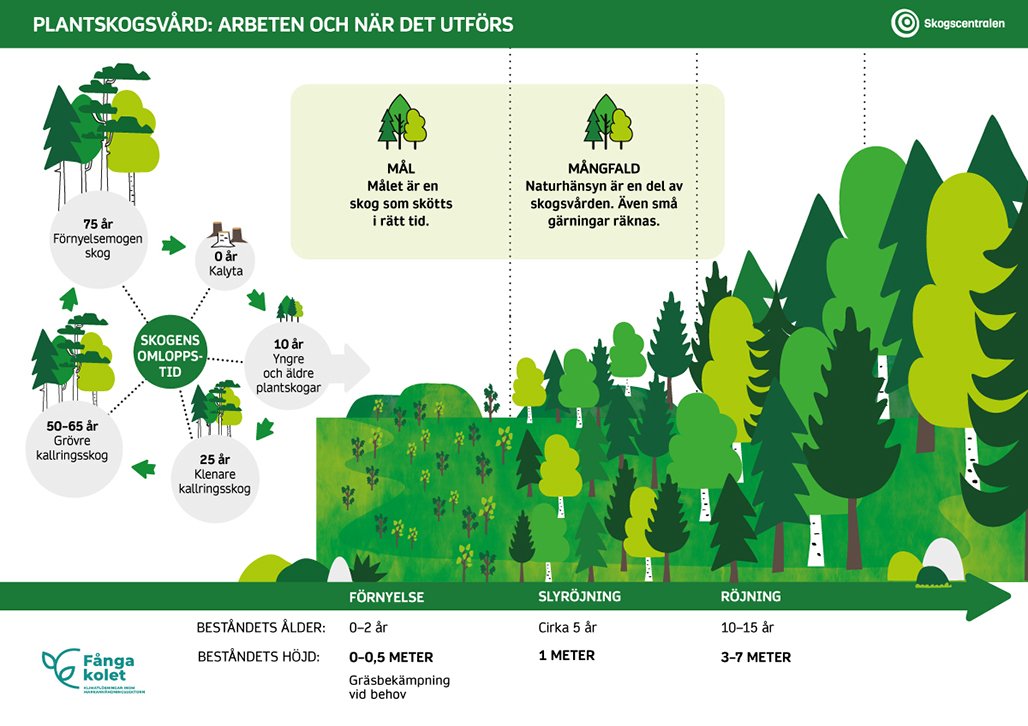 Graf: Plantskogsvård: Arbeten och när det utförs. Mål: Målet är en skog som skötts i rätt tid. Mångfald: Naturhänsyn är en del av skogsvården. Även små gärningar räknas. Skogens omloppstid: 0 år kalyta, 10 år yngre och äldre plantskogar, 25 år Klenare kallringsskog, 50–65 år grövre kallringsskog, 75 år förnyelsemogen skog. Förnyelse: Beståndets ålder 0–2 år, beståndets höjd 0–0,5 meter, gräsbekämpning vid behov. Slyröjning: beståndets ålder cirka 5 år, beståndets höjd 1 meter. Röjning: beståndets ålder 10–15 år, beståndets höjd 3–7 meter.