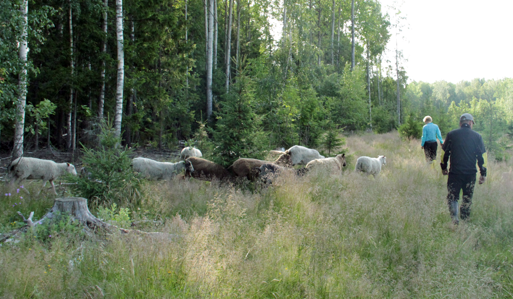 Satu Alajoki och Pasi Aholaita ser på fåren som betar i skogsbrynet.