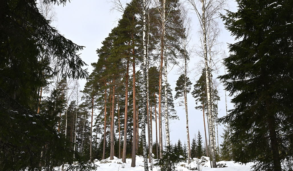 Vanhoja mäntyjä talvisessa metsässä