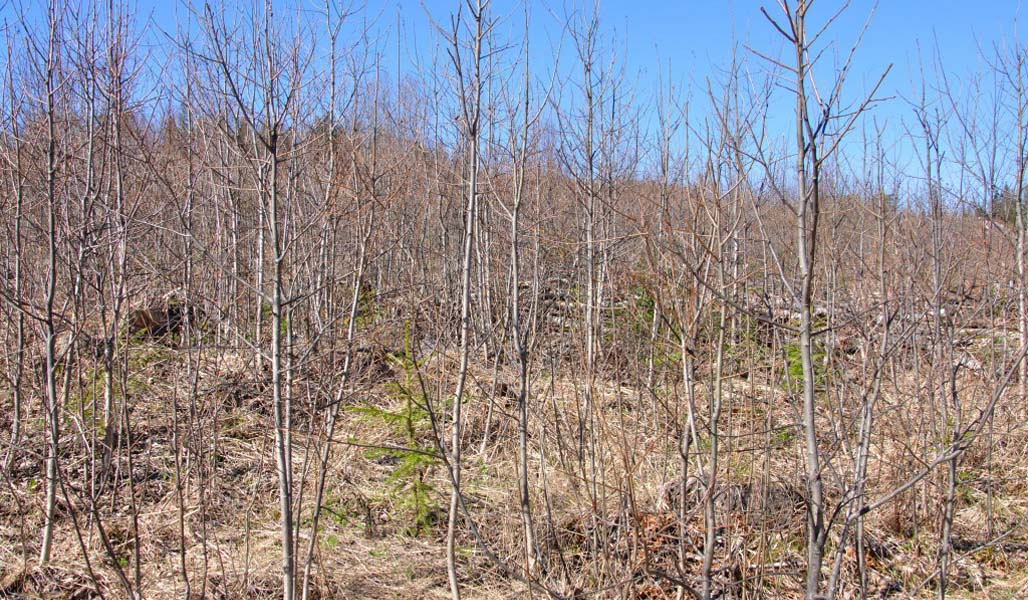 En granplantskog där slyröjningen blivit ogjord och slyet har vuxit sig högt.