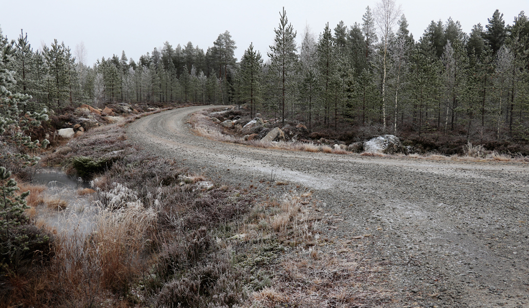 På bilden syns en kruvig grusväg kantad av skog.