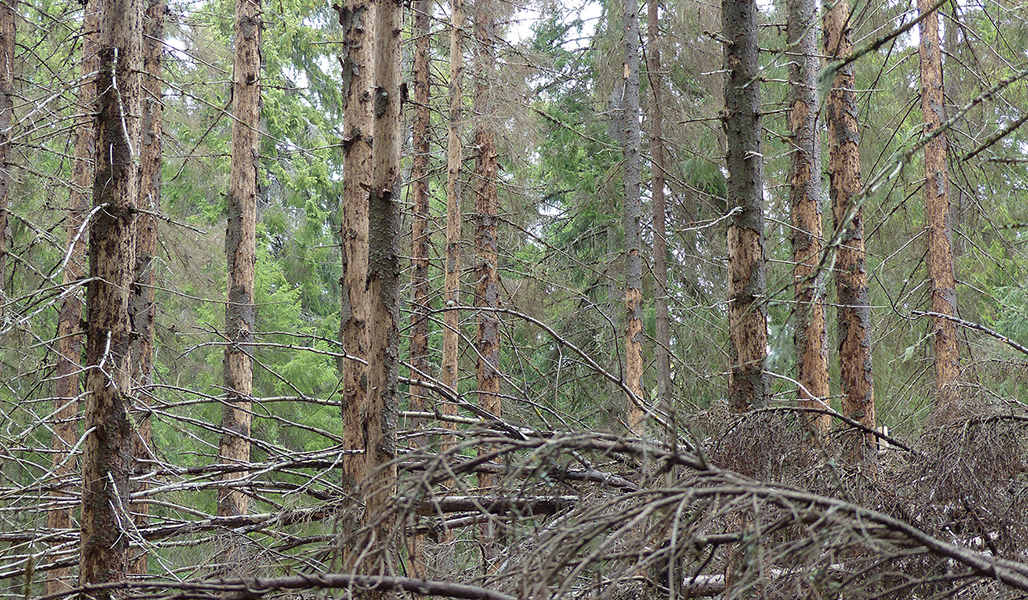 Döda granar som har fällt sin bark i en skog.