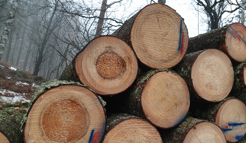 Granar som har drabbats av rotröta i en trave.