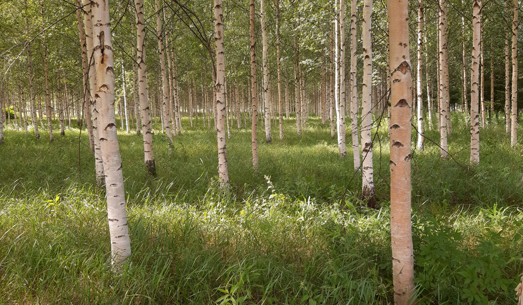 En sommarbild på vårtbjörkskog som planterats på en före detta åker.