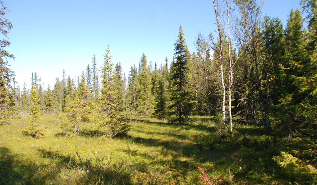 Ett område mellan en myr och skogen på sommaren.