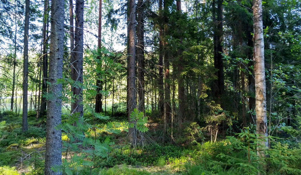 En strandskog i förgrunden, vatten kan ses bakom träden.