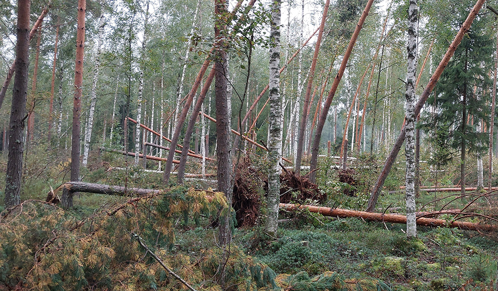 Träd som har knäckts och fallit i stormen.
