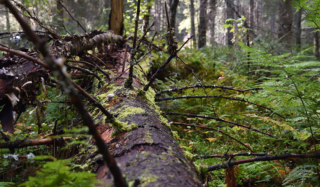 Död ved i skogen.
