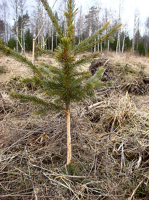 Trädplanta som ringbarkats av en åkersork.