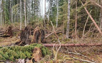 Det lönar sig att förbereda sig långsiktigt på skogsskador