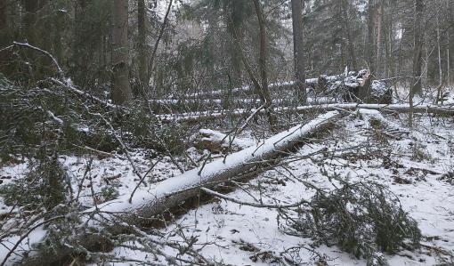 träd som fällts av stormen Hannes