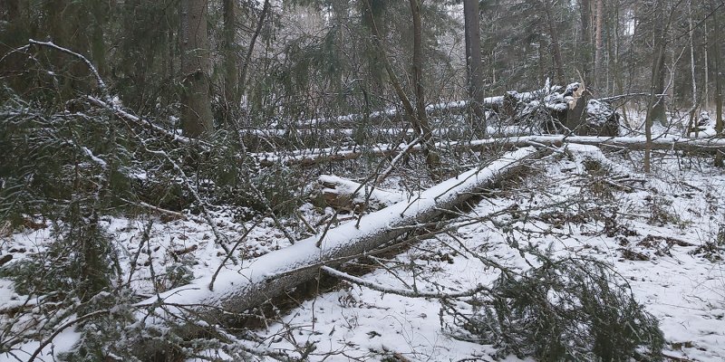 Vad ska man göra efter en storm? – kom ihåg dessa fem saker
