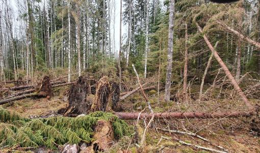 Träd som fällts av stormen