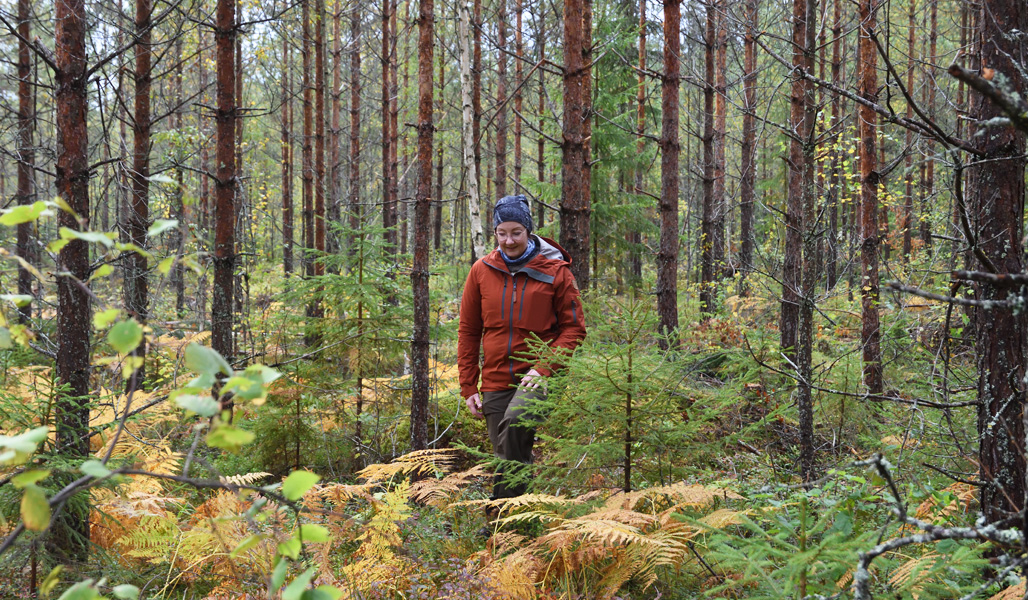 Marika Hänninen går i den gallrade skogen.