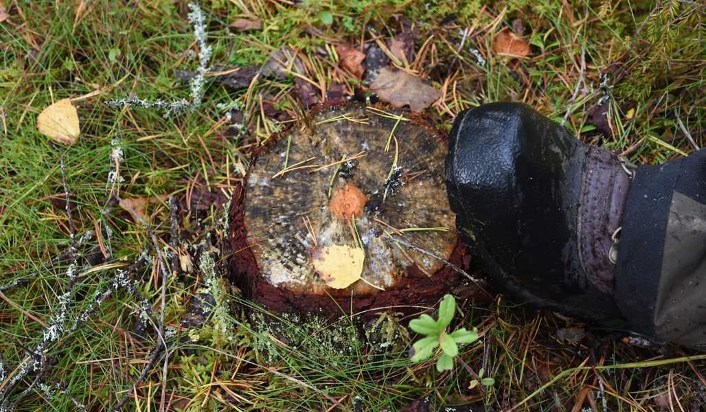 Stubbe av ett träd med liten diameter och en sko bredvis stubben.