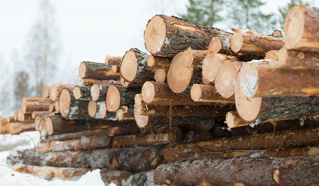 En virkestrave på vintern