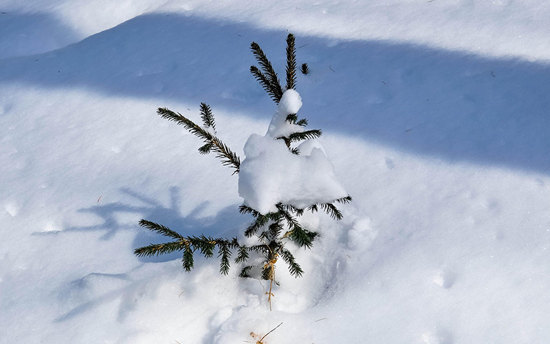  En granplanta i snön