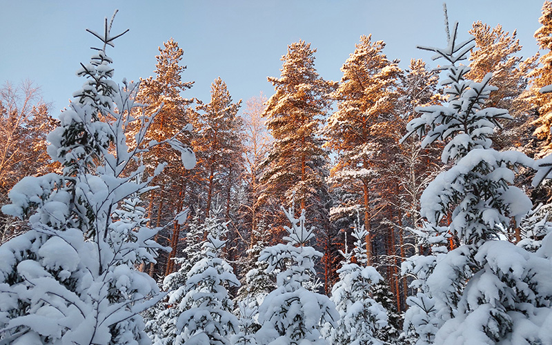 Ett snöigt plantbestånd och tallskog i bakgrunden.