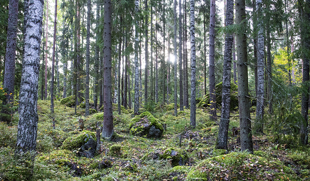 En skog på hösten.