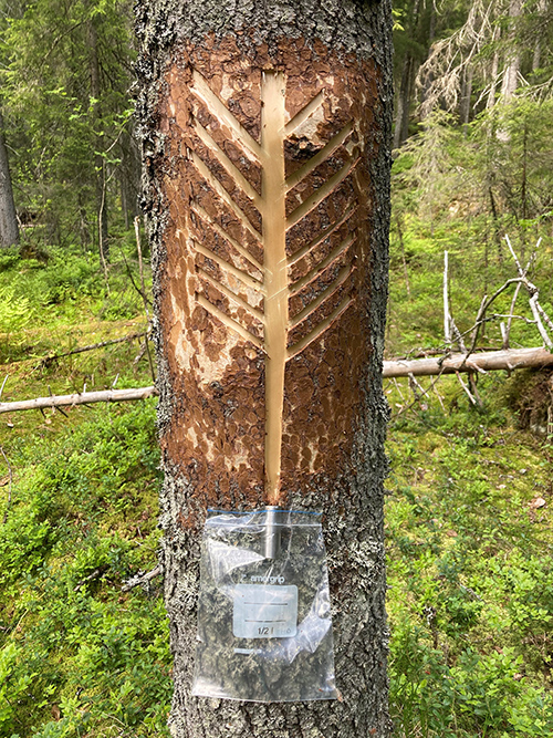 Fiskbensmönster på trädstam.