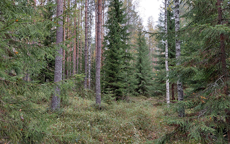 Blandbestånd där skogsmesarna trivs. 