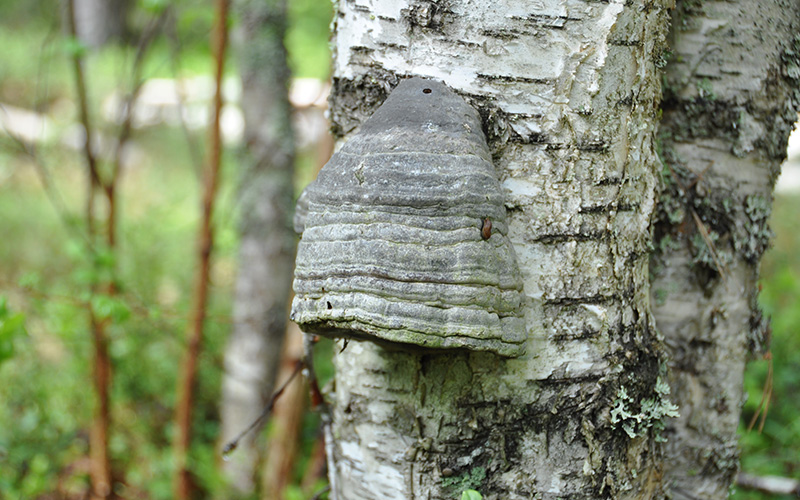 G r Holkar Av Stubbar F r Skogsmesar Min Skog G r Holkar Av Stubbar F r Skogsmesar Min Skog