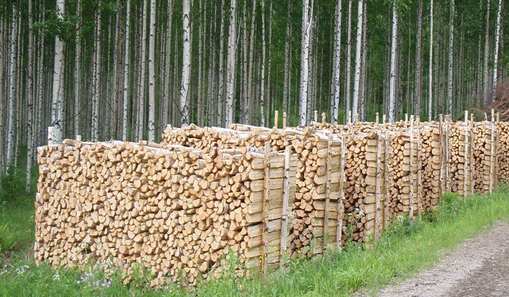 Brännved i höga staplar. Bakom veden syns en björkskog.