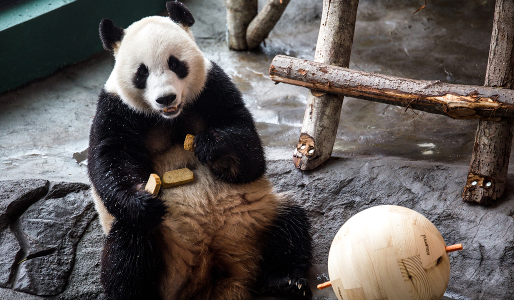 En panda i Etseri djurpark sitter på marken och framför den på marken ligger en träboll.