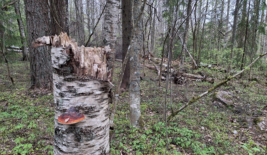 En murken björkstubb i en skog med olika trädarter och lågor. 