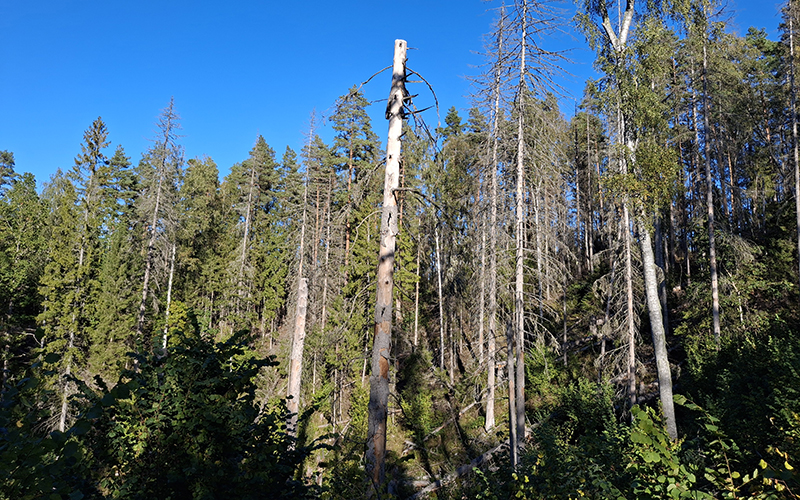 Döda granar i en skog. 