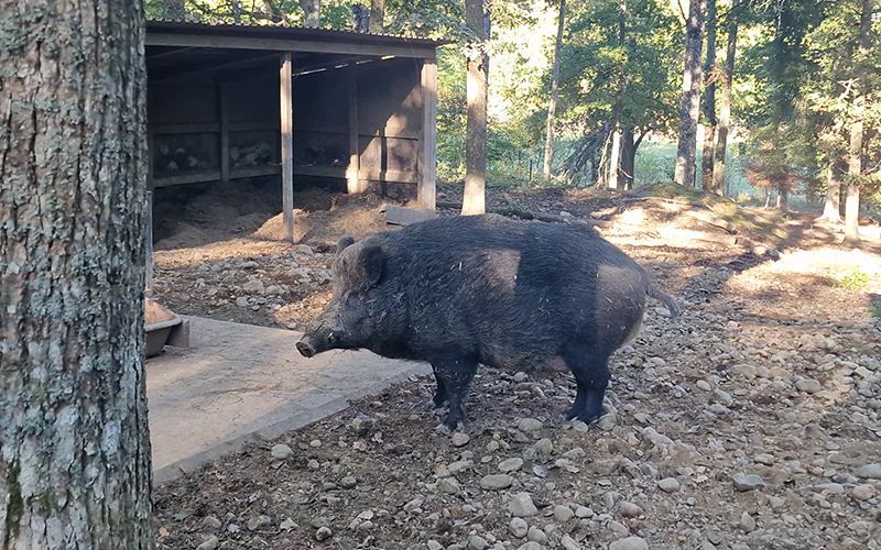Ett vildsvin i en viltpark