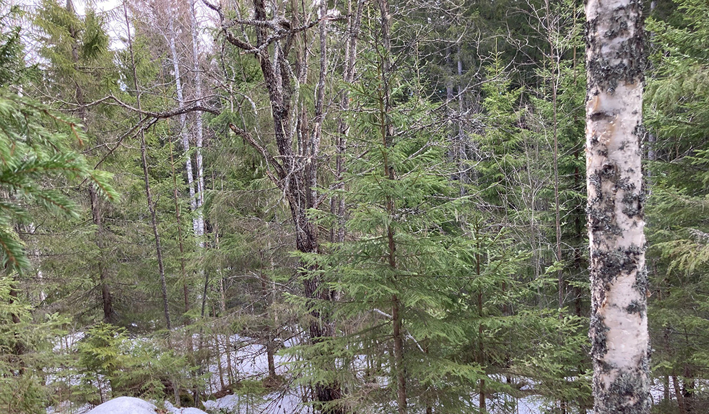 En sälg i blandskog