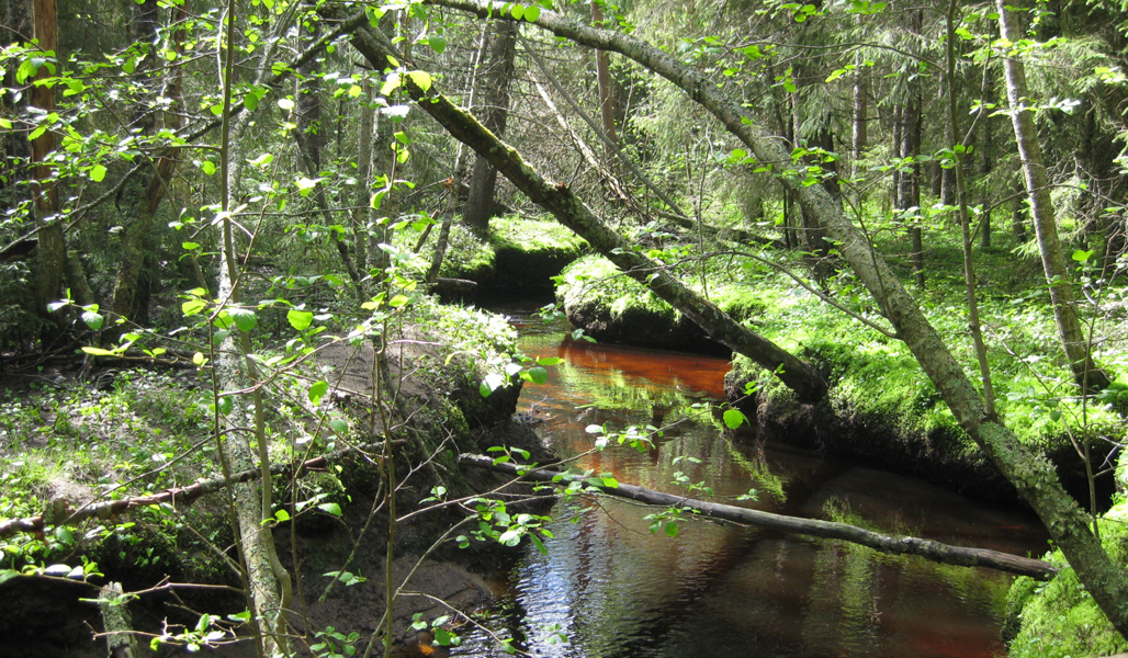 Skog vid kanten till en bäck.