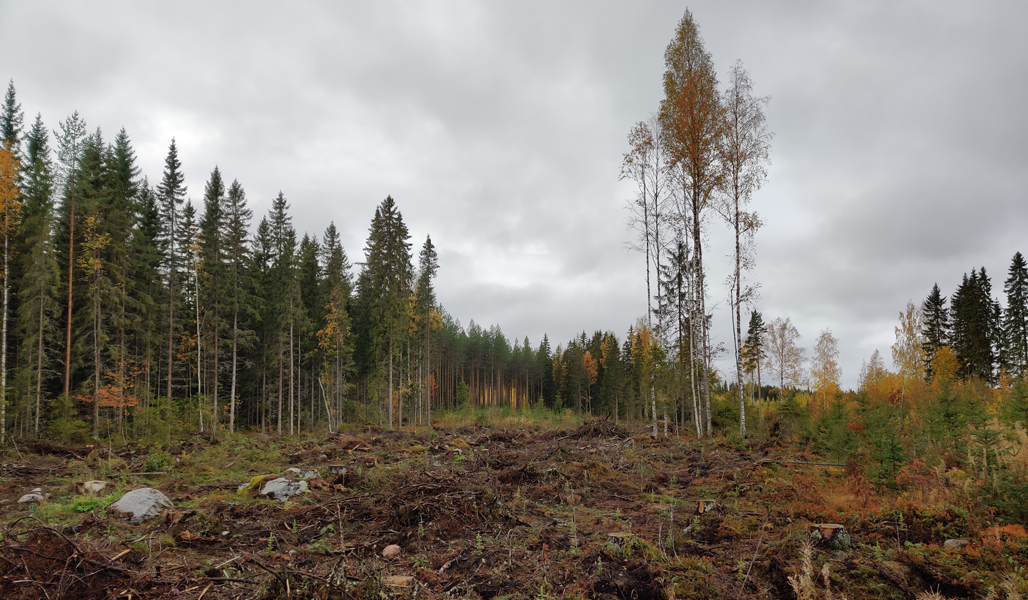 En höstbild på en avverkningsyta där man sparat naturvårdsträd.