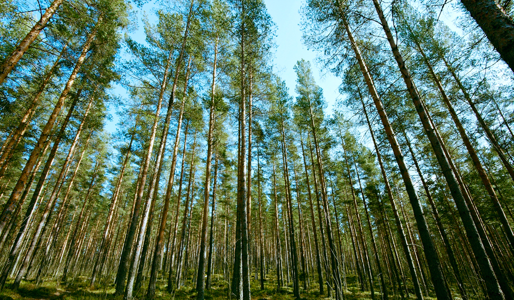 Koristeellinen kuva