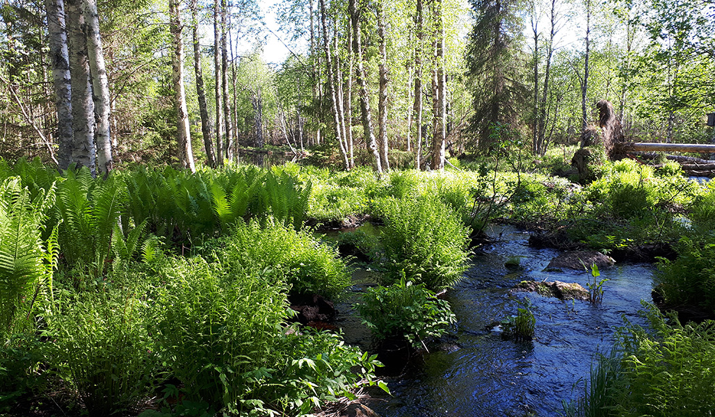 Foto på en bäckkant med mångsidig skog med bland annat ormbunkar, björkar och rotvältor.
