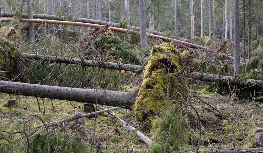 Stormfällda träd i skogen. 
